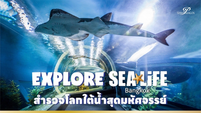ท่องโลกใต้น้ำโซนใหม่ๆ พร้อมกิจกรรมสุดสนุก ที่ SEA LIFE Bangkok